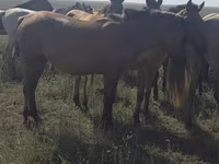 Kobila, Mugalzhar horse — fotografija 8