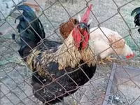 Ayam Cemani — zdjęcie 6