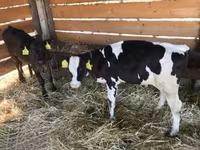 Taureau, Vache limousine — photo 3