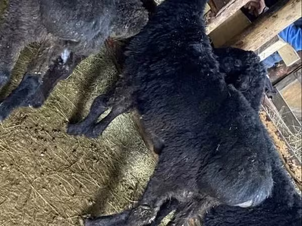 Bélier, Moutons