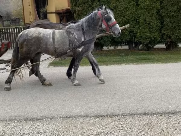 Égua, Cavalos
