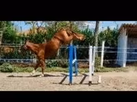 Aygʻir, Hungarian horse breed — 3-rasm
