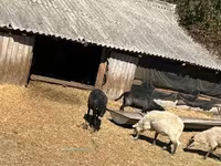 كبش, Merino sheep — الصورة 4
