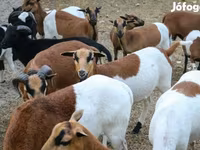 母羊, Cameroon sheep — 照片 2