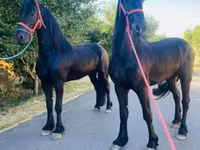 Pastuv, Friesian — fotografija 4