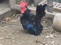 Chickens — Foto 2