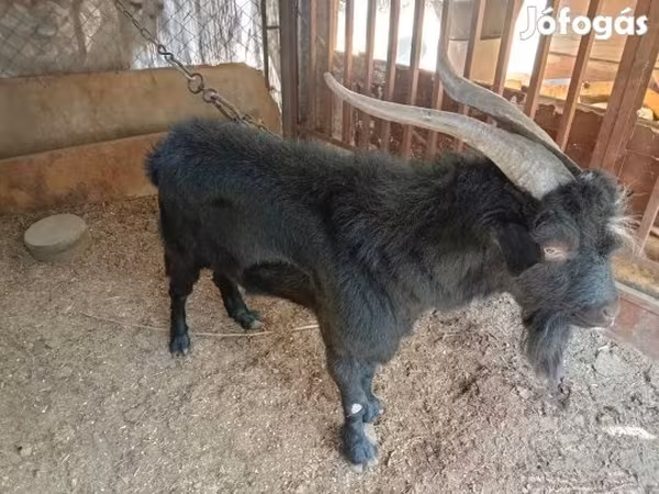 Jarac, Nubian Goat