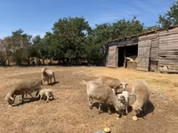 Brebis, Moutons — photo 3