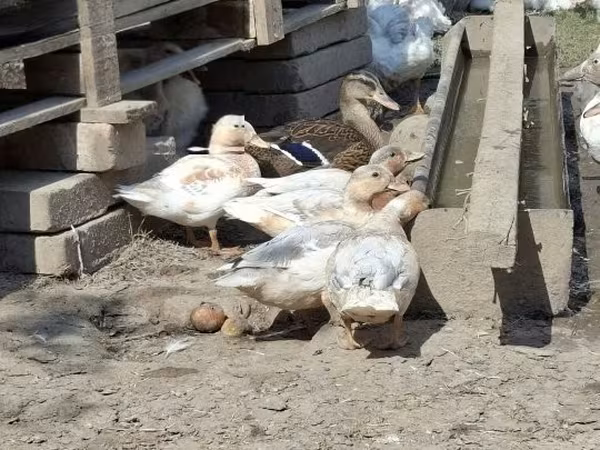 Ducks — Hungria