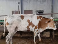 Cow, Simmental cattle — photo 2