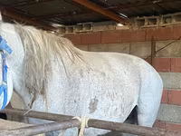 Jument, Chevaux — photo 3
