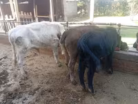 Bull, Cattle — photo 2