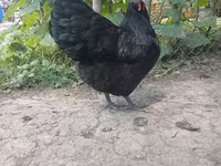Australorp — zdjęcie 3
