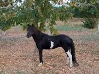 母马, Horses — 照片 1
