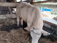 Bull, Cattle — photo 5
