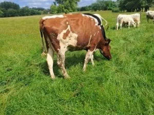 Krowa, Simmental cattle — Węgry