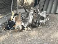 Ducks — fotografija 2