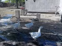 Geese — 照片 3