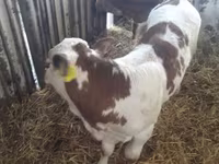 公牛, Limousin cow — 照片 3