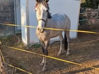 母马, Horses — 照片 3