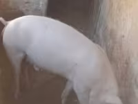 公猪, Pigs — 照片 2