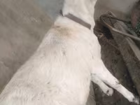 Koze (partija, pol nije naveden), Barbari goats — fotografija 2