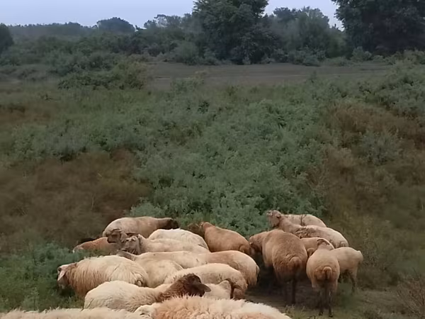 Вівці (партія, стать не вказано), Вівці