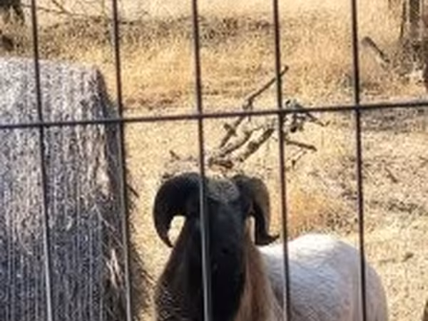 雄羊, Cameroon sheep — ハンガリー
