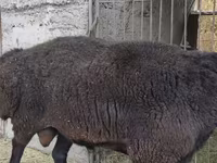 Widder, Hissar sheep — Foto 7
