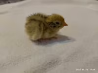 Quails — fotografija 4