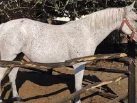 雌馬, Lipizzaner — 写真 3