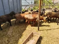 Ovan, Gorkov sheep — fotografija 3