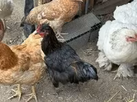 Chickens — zdjęcie 5