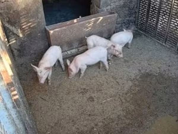 नर सूअर, सूअर