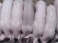Boar, Крупная белая — photo 2