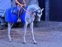 Koń, Arabian horse — zdjęcie 4