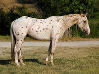 Pastuv, Appaloosa — fotografija 3