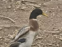 Geese — fotografija 2