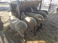 公羊, White Suffolk sheep — 照片 3