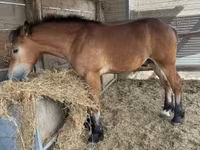 Caballo, Caballos — foto 2