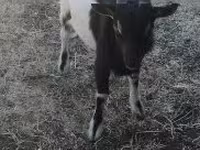 Kozioł, Nigerian dwarf goats — zdjęcie 1