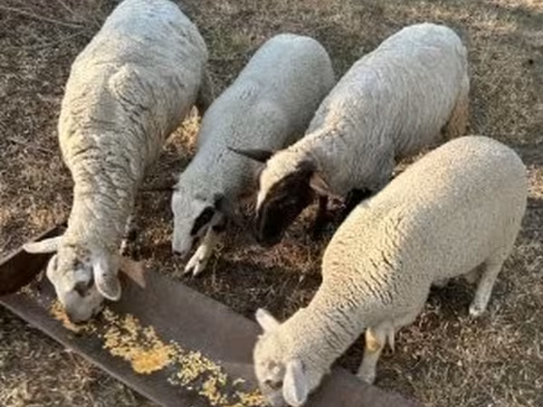 Owca, Owce — Węgry