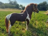 Koń, Konie — zdjęcie 2