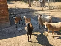 Carnero, Cameroon sheep — foto 4