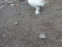 Japanski bantam — fotografija 4