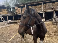 Cheval, Chevaux — photo 4