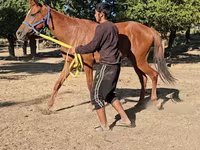 Mare, Arabian horse — photo 5