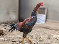 Japanski bantam — fotografija 3