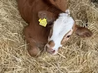Toro, Simmental cattle — foto 2