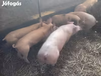 公猪, Pigs — 照片 2
